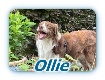 Ollie 1