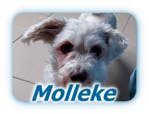 Molleke