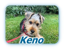 Keno