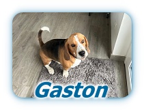 Gaston